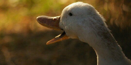 Does A Duck’s Quack Echo?