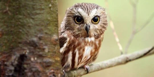 Some Facts About Owls