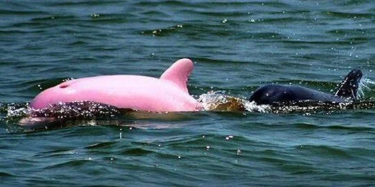 Pink Bottlenose Dolphin Photographed