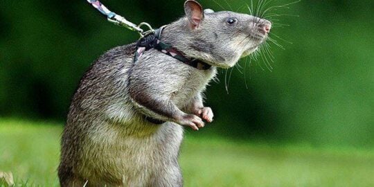 Sniffer-Rats To Detect Landmines