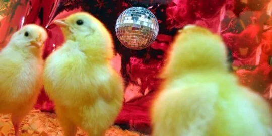 National Dance Like A Chicken Day | May 14