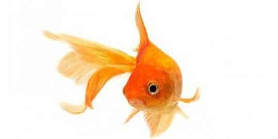 Do Goldfish Have a Three Second Memory?