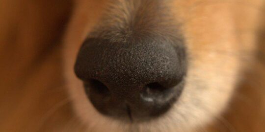 What Is the Most Common Dog Name?