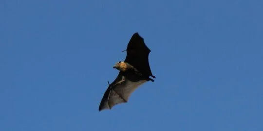Flying Bat
