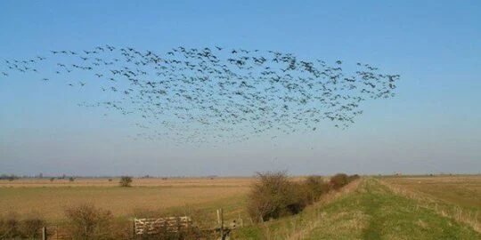 How Do Migrating Birds Know Where To Go?