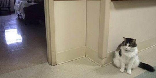 Cat Predicts 50 Deaths!