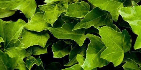 10 Great Facts About the Color Green