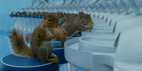 Charlie And the Chocolate Factory Squirrels Were Real