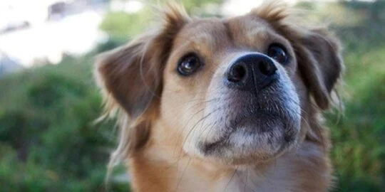 How To Treat Dog Seizures