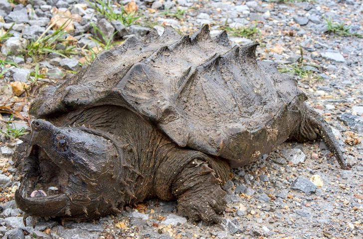 Alligator Snapping Turtle