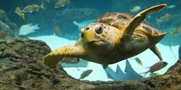 Interesting Facts About Turtles