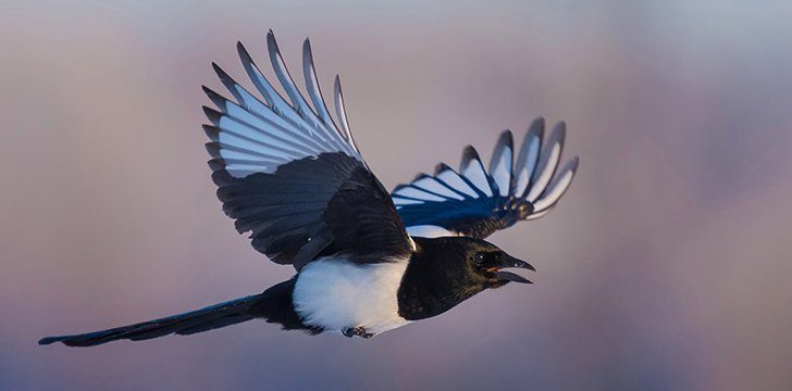 Magpies in History