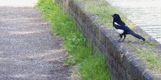 The Superstition & Truth Behind Magpies