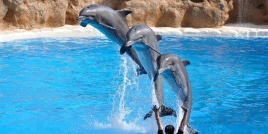 Facts About Dolphins