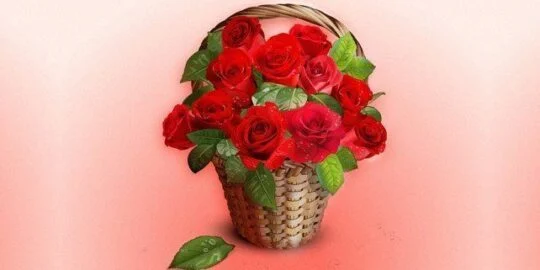 Roses: What Color Should You Give and How Many?