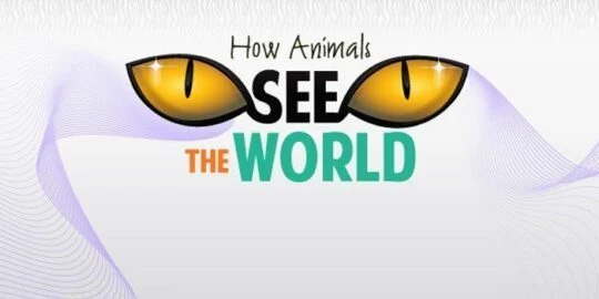 How Animals See The World InfoGraphic