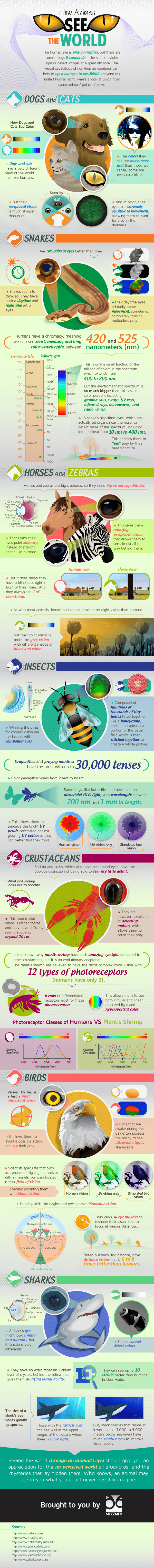 How Animals See the World Infographic