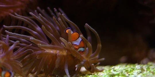 16 Fun Facts About Clownfish