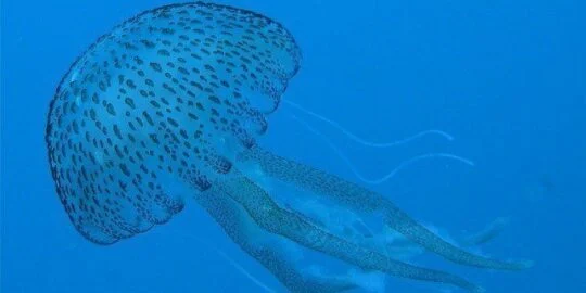 15 Fun Facts About Jellyfish