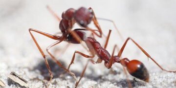 Bulldog Ant Facts