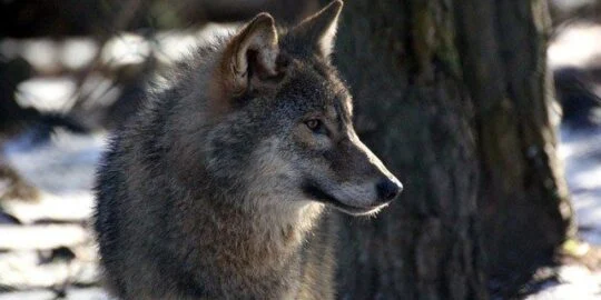 30 Interesting Facts About Wolves