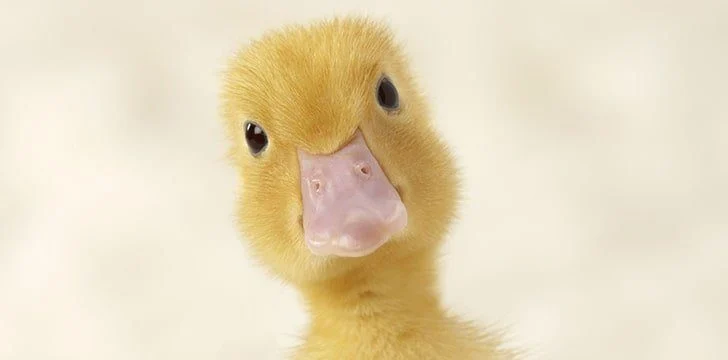 Ducks have three eyelids.