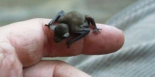 Bumblebee Bat Facts – The World’s Smallest Bat