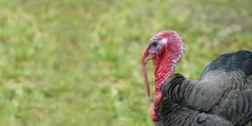 Facts About Turkeys