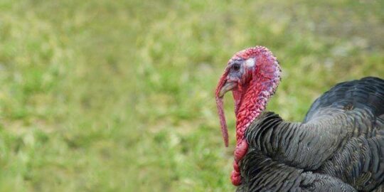 25 Funky Facts About Turkeys