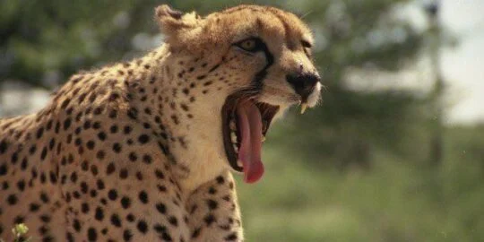 30 Amazing Facts About Cheetahs
