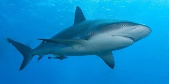 30 Gripping Facts About Sharks