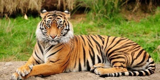 30 Interesting Facts About Tigers