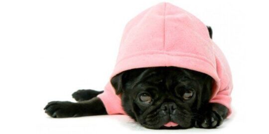 Dress Up Your Pet Day | January 14