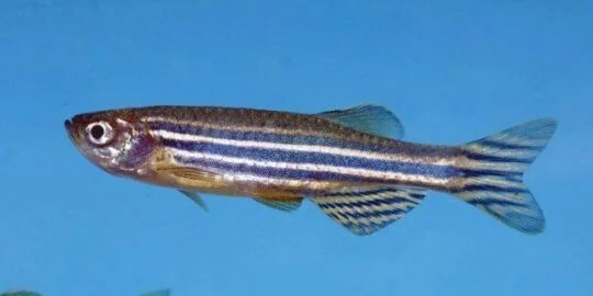Interesting Facts About The Zebrafish
