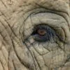 Elephant Eye