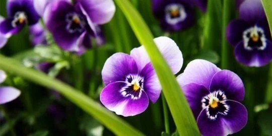 20 Facts About The Color Purple