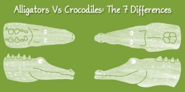 Alligators Vs Crocodiles: The 7 Differences