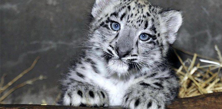 Snow Leopard Cub