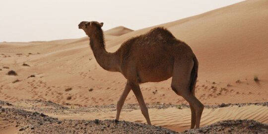 30 Fun Facts About Camels