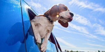 Dog with head out the car window.