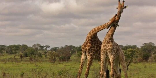 30 Most Random Facts About Giraffes