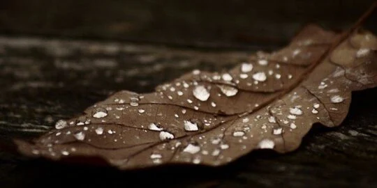 25 Facts About the Color Brown