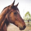 30 Interesting Horse Facts