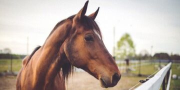 30 Interesting Horse Facts