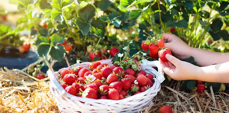 20th May – Pick Strawberries Day.