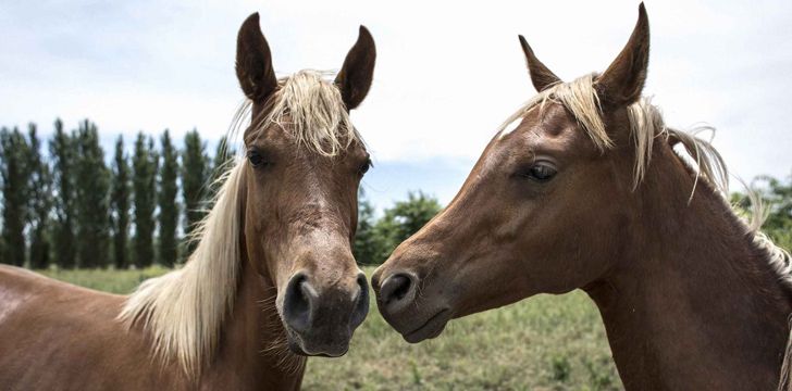 Cloned Horses