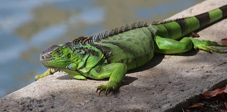 Iguana Awareness Day.