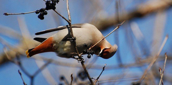 Bohemian Waxwing Birds Drunk