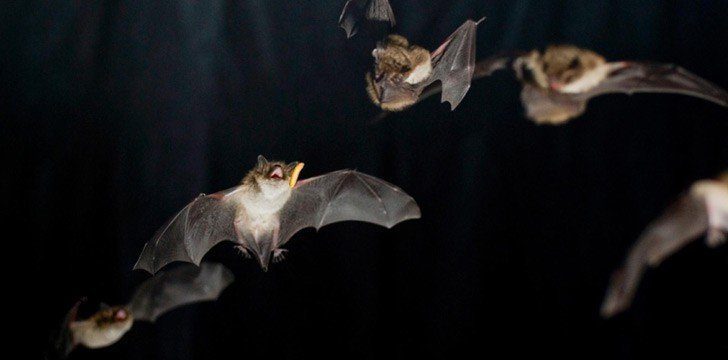 Drunk American Bats