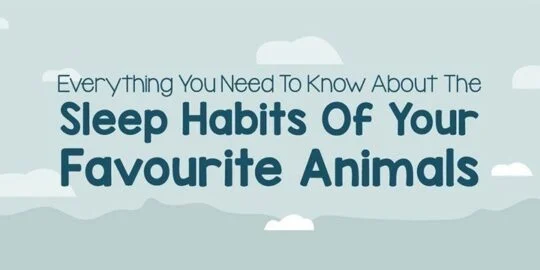 The Sleep Habits of Your Favorite Animals [Infographic]